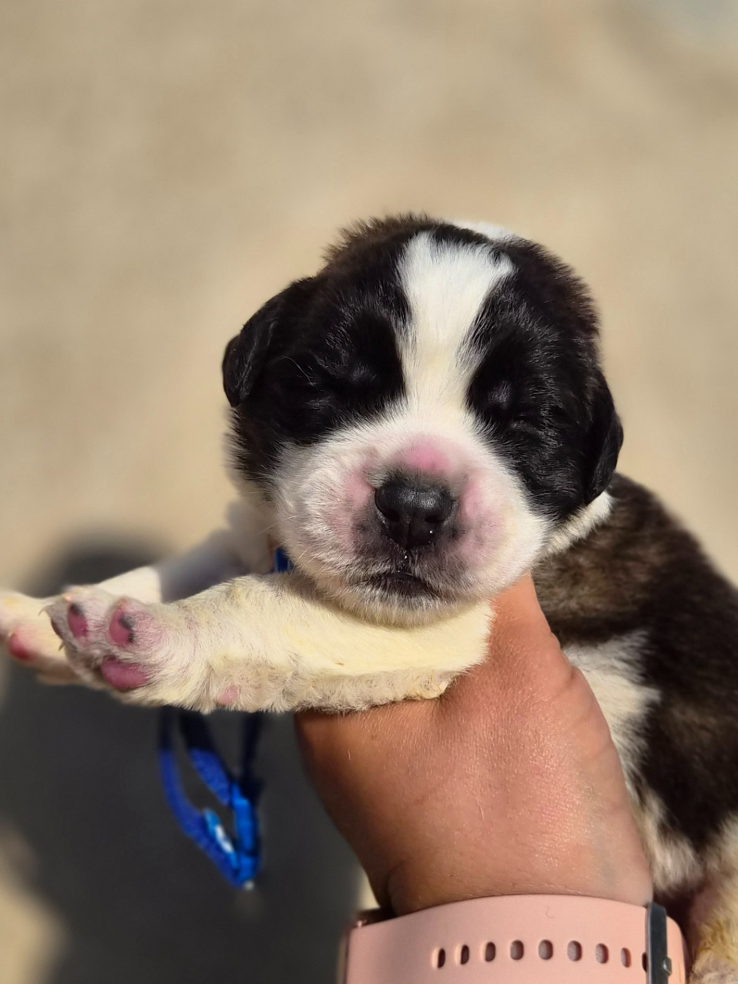 des préludes du chassignolan - Chiots disponibles - Chien du Saint-Bernard