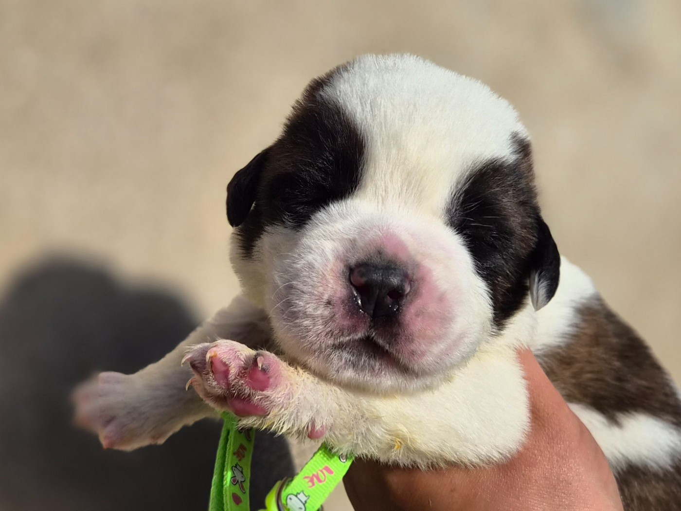 des préludes du chassignolan - Chiots disponibles - Chien du Saint-Bernard