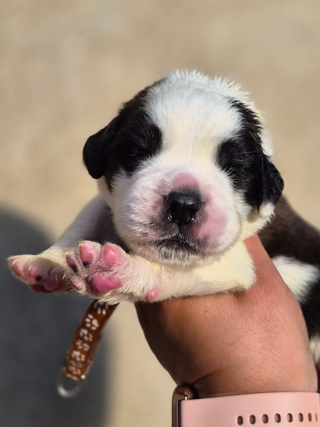 des préludes du chassignolan - Chiots disponibles - Chien du Saint-Bernard
