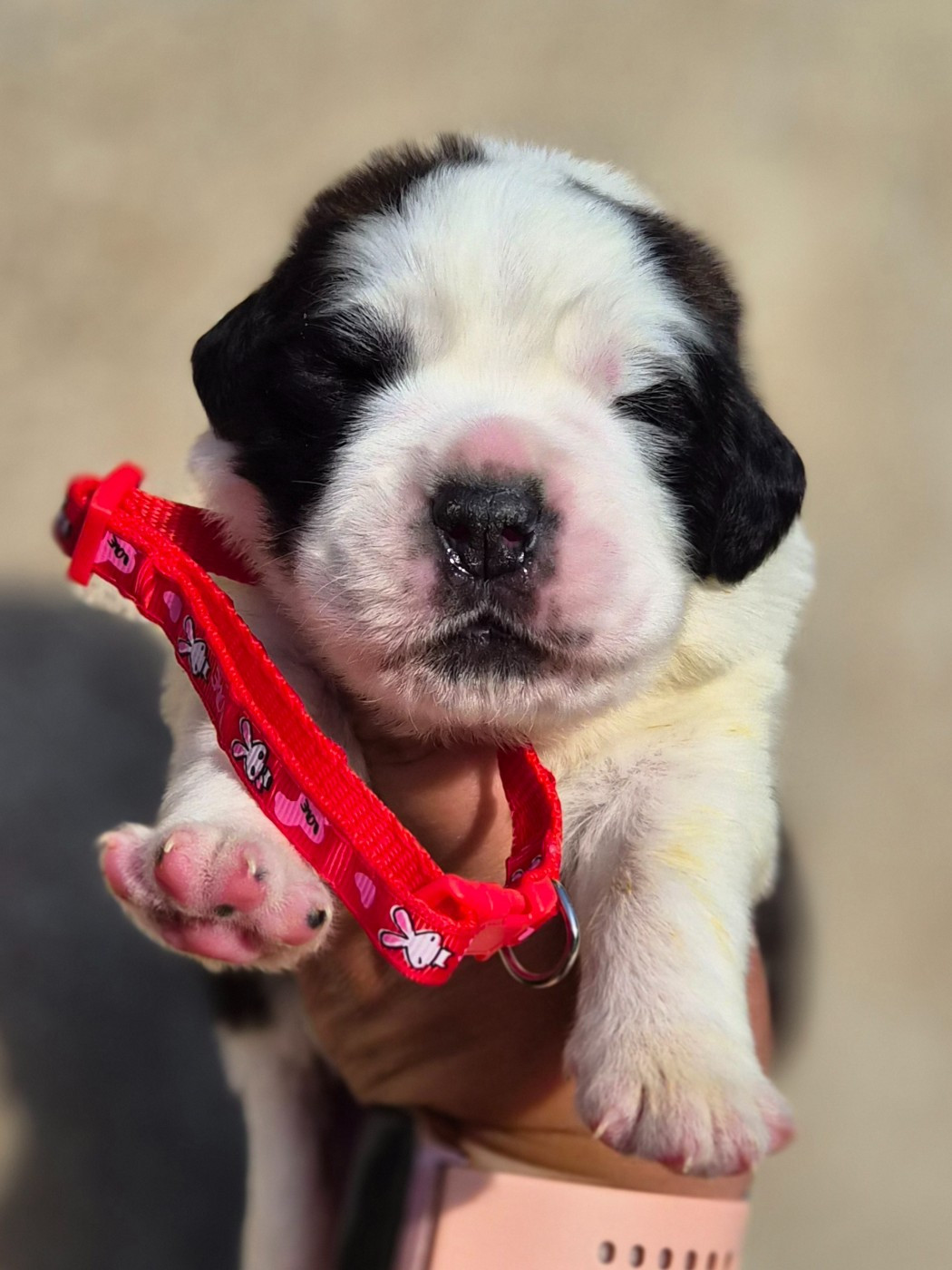 des préludes du chassignolan - Chiots disponibles - Chien du Saint-Bernard