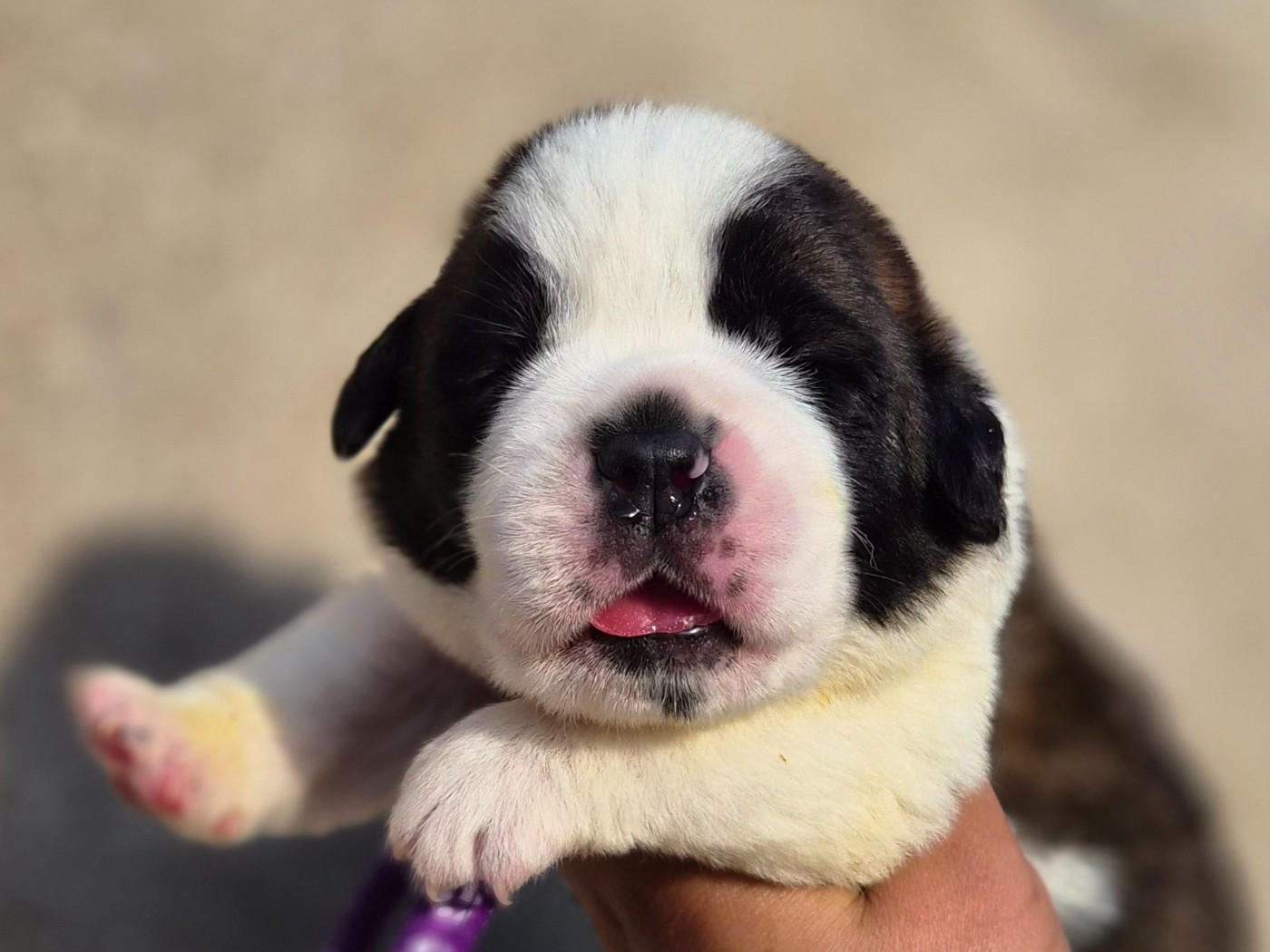 des préludes du chassignolan - Chiots disponibles - Chien du Saint-Bernard