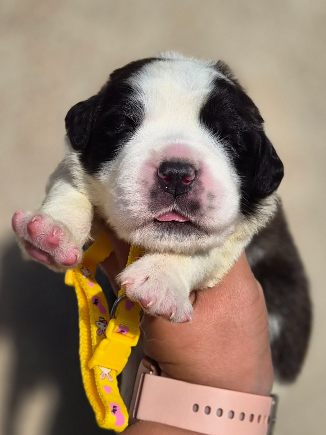 des préludes du chassignolan - Chiots disponibles - Chien du Saint-Bernard