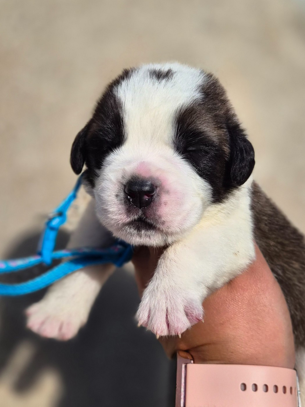 des préludes du chassignolan - Chiots disponibles - Chien du Saint-Bernard