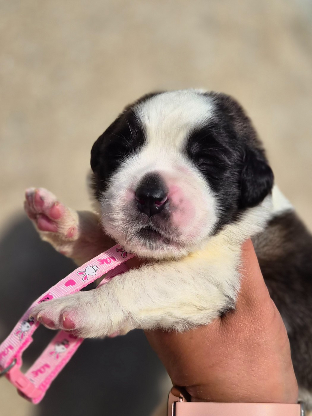 des préludes du chassignolan - Chiots disponibles - Chien du Saint-Bernard