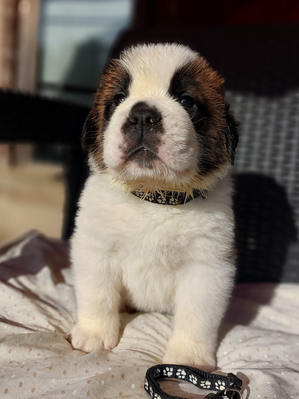 des préludes du chassignolan - Chiots disponibles - Chien du Saint-Bernard