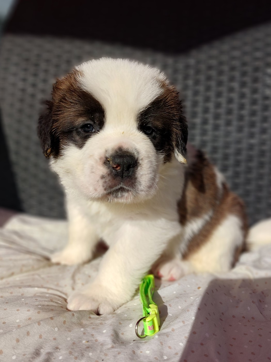 des préludes du chassignolan - Chiots disponibles - Chien du Saint-Bernard