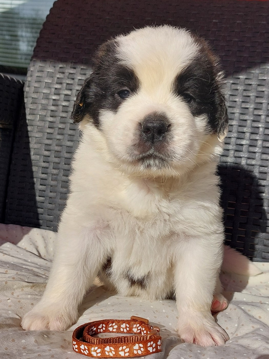 des préludes du chassignolan - Chiots disponibles - Chien du Saint-Bernard