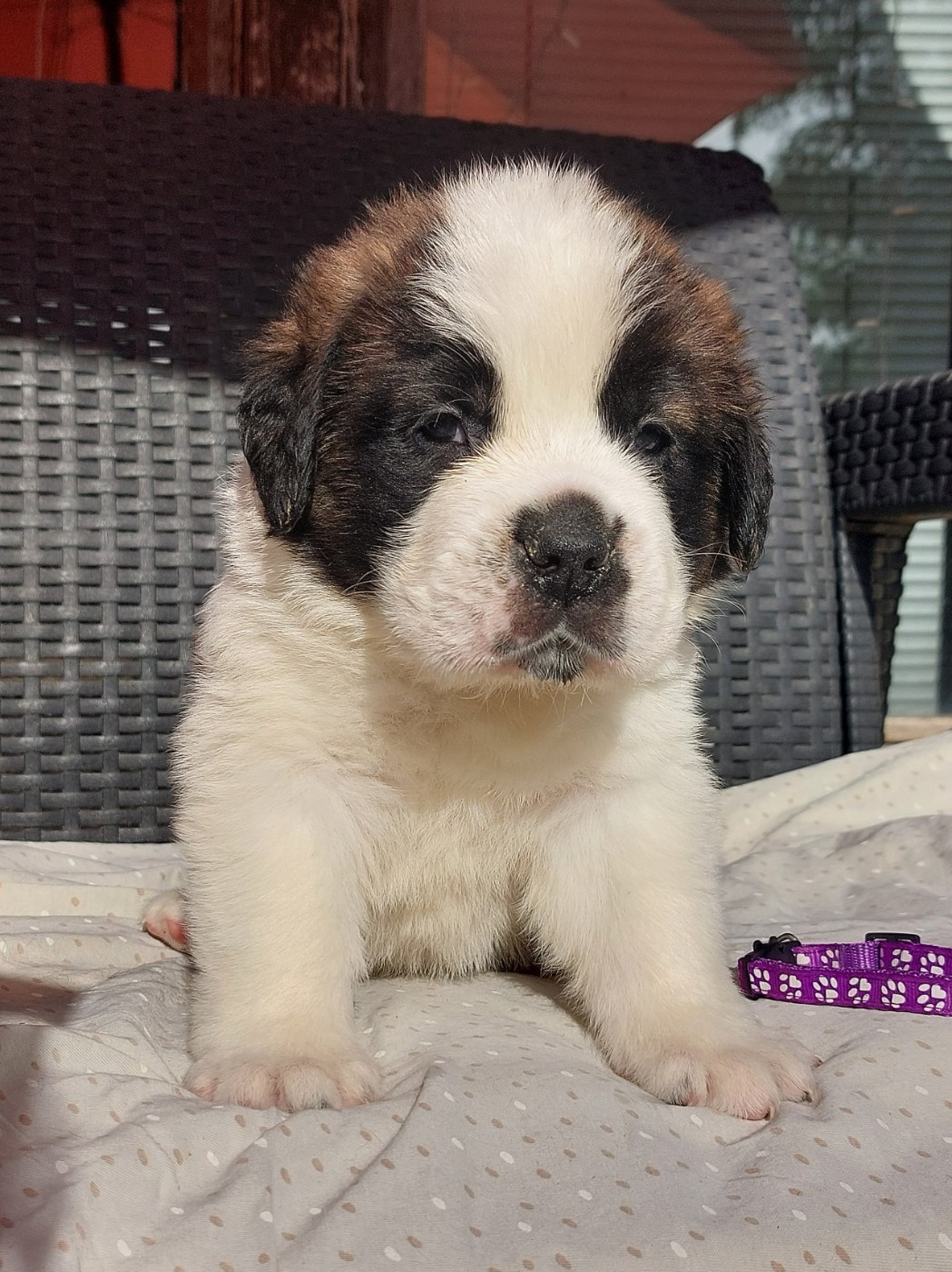des préludes du chassignolan - Chiots disponibles - Chien du Saint-Bernard