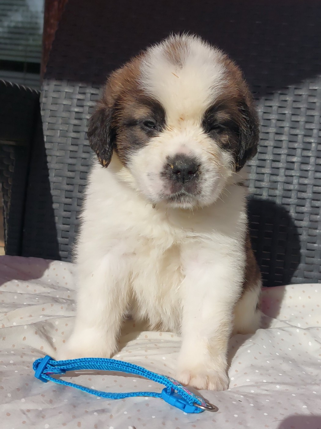 des préludes du chassignolan - Chiots disponibles - Chien du Saint-Bernard