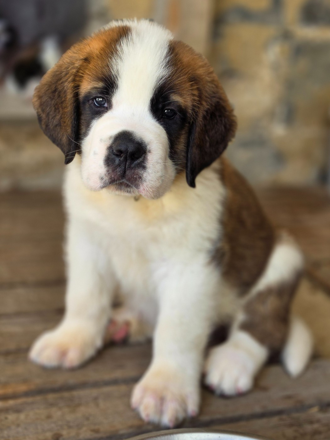des préludes du chassignolan - Chiots disponibles - Chien du Saint-Bernard