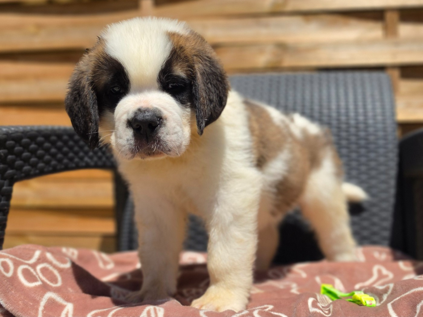 des préludes du chassignolan - Chiots disponibles - Chien du Saint-Bernard