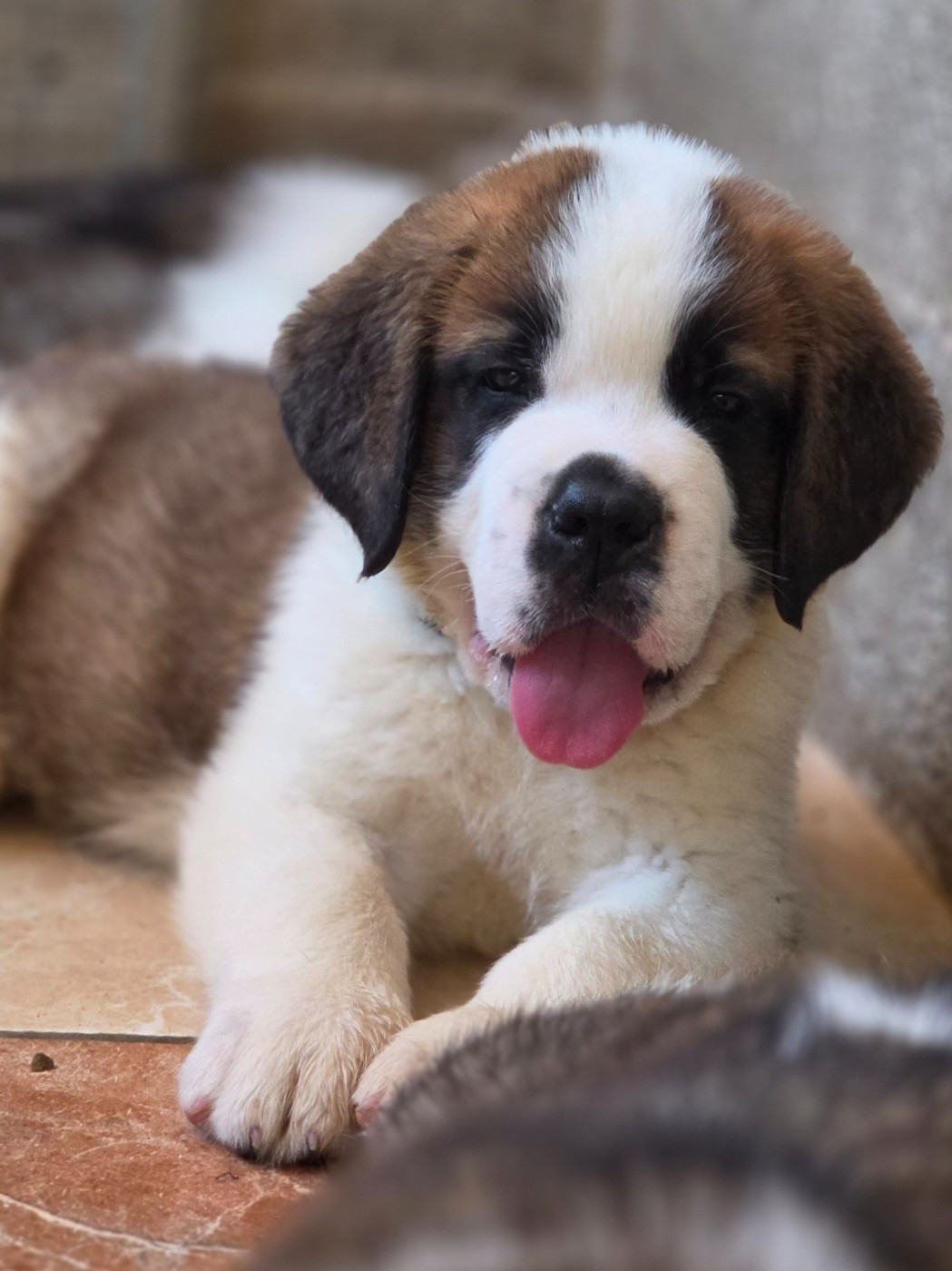 des préludes du chassignolan - Chiots disponibles - Chien du Saint-Bernard