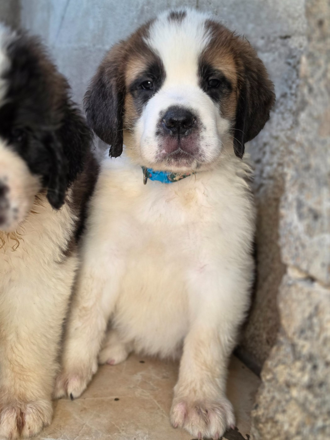 des préludes du chassignolan - Chiots disponibles - Chien du Saint-Bernard