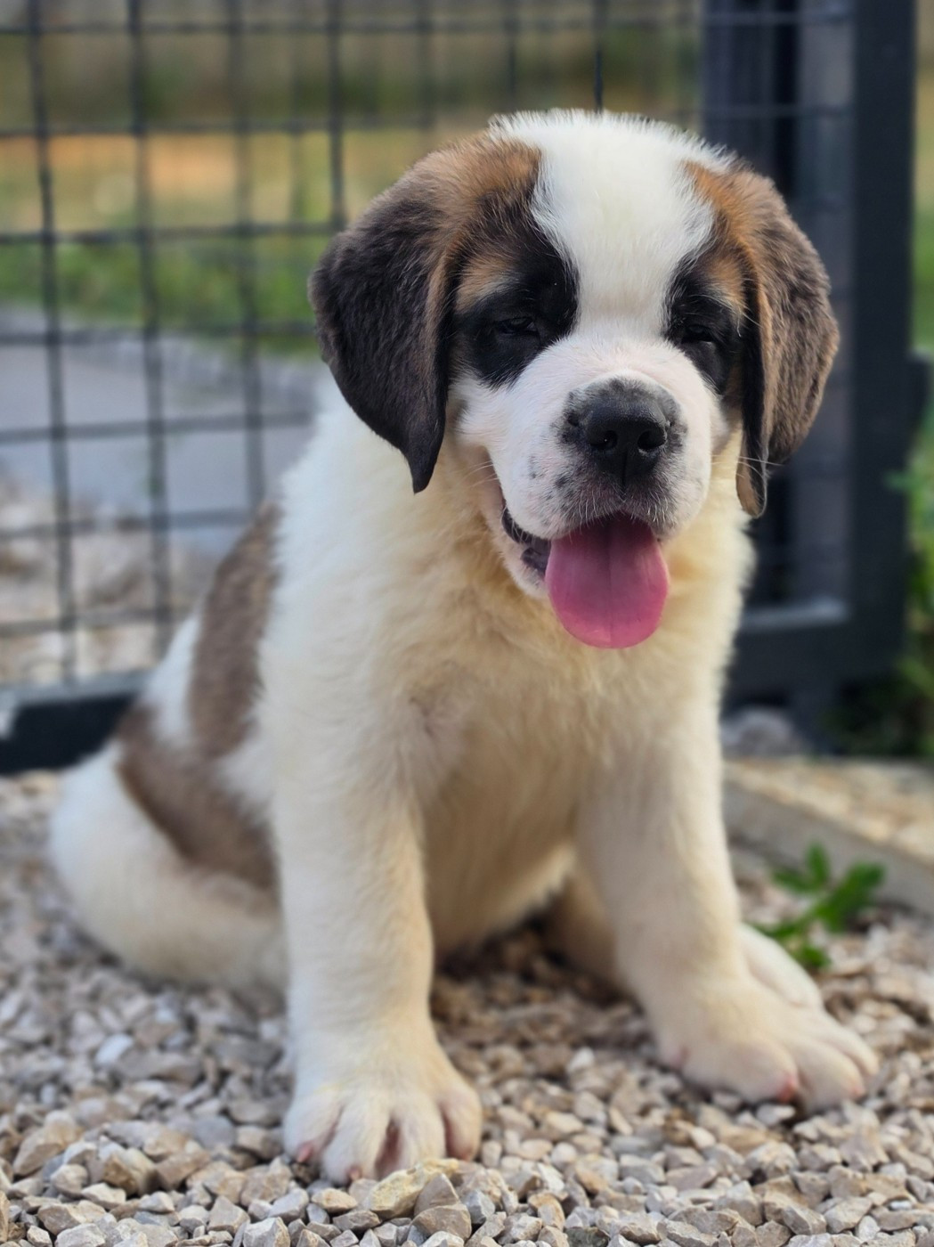 des préludes du chassignolan - Chiots disponibles - Chien du Saint-Bernard