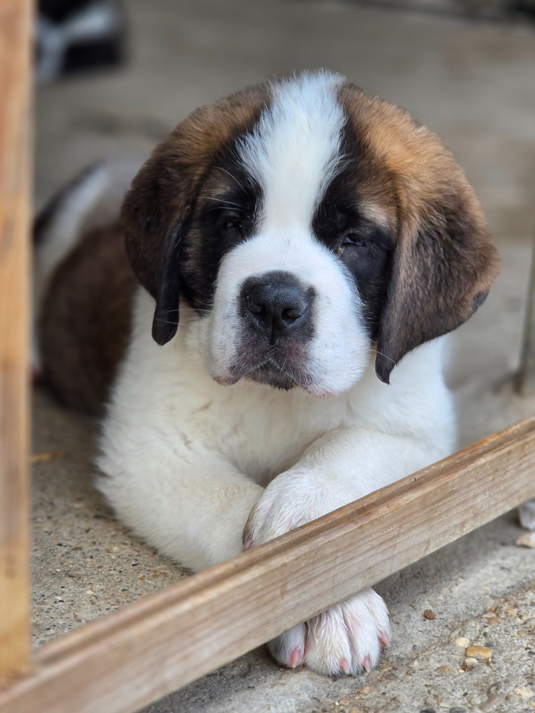 des préludes du chassignolan - Chiots disponibles - Chien du Saint-Bernard