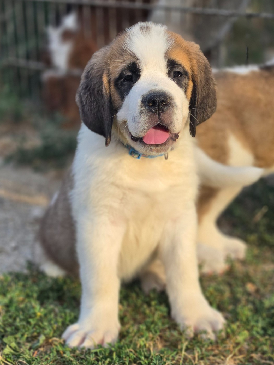 des préludes du chassignolan - Chiots disponibles - Chien du Saint-Bernard