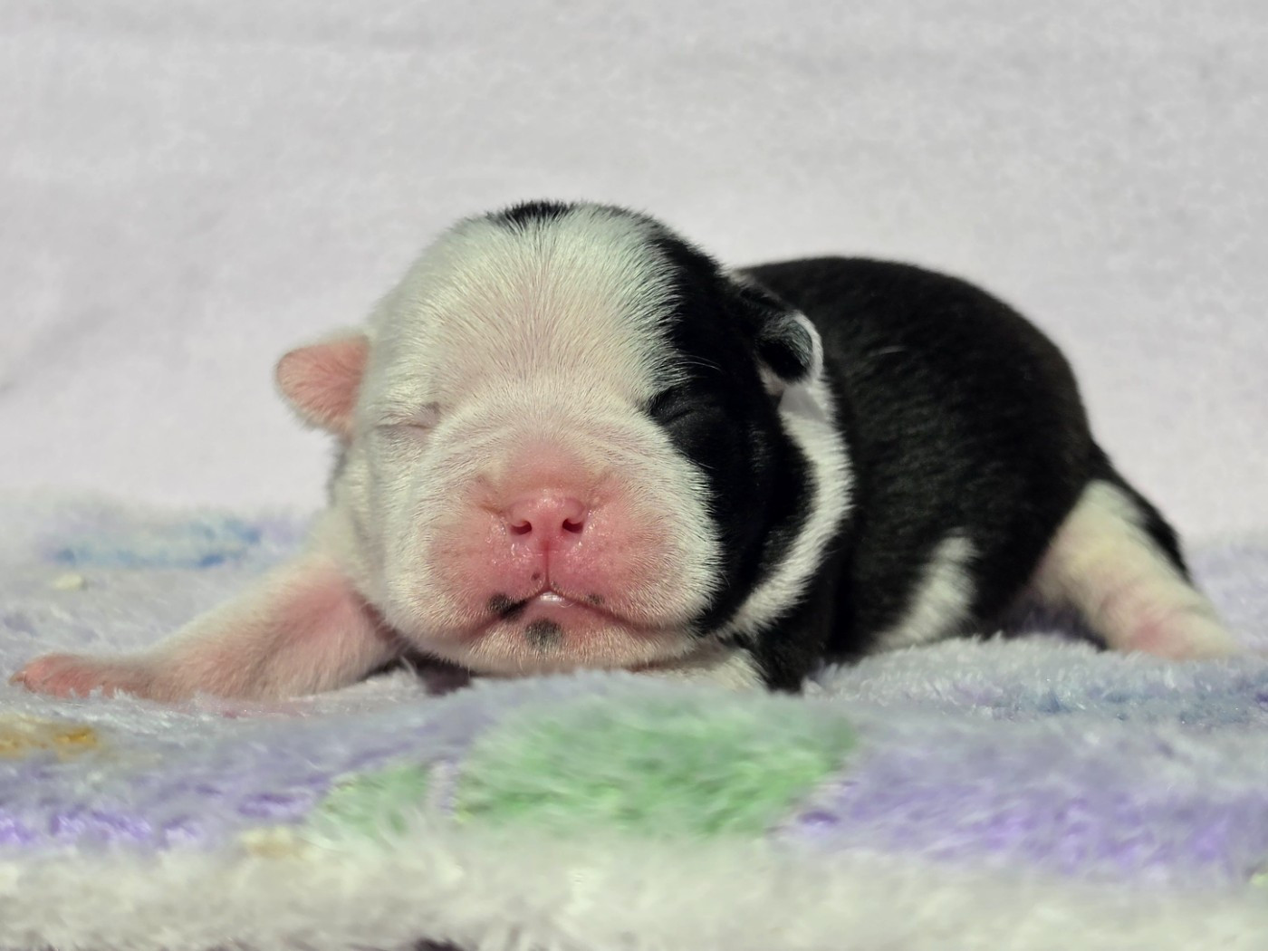 des préludes du chassignolan - Chiots disponibles - Boston Terrier
