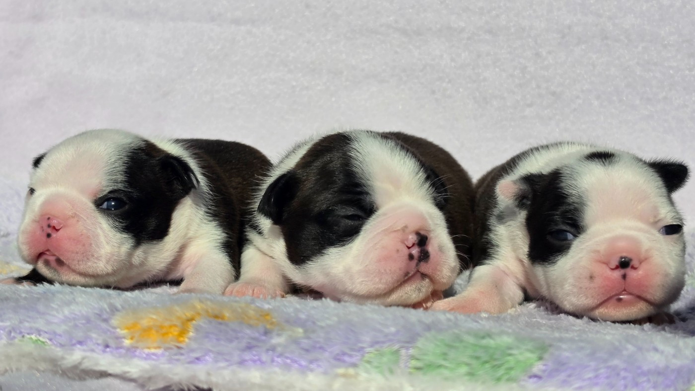 Chiot Boston Terrier des préludes du chassignolan