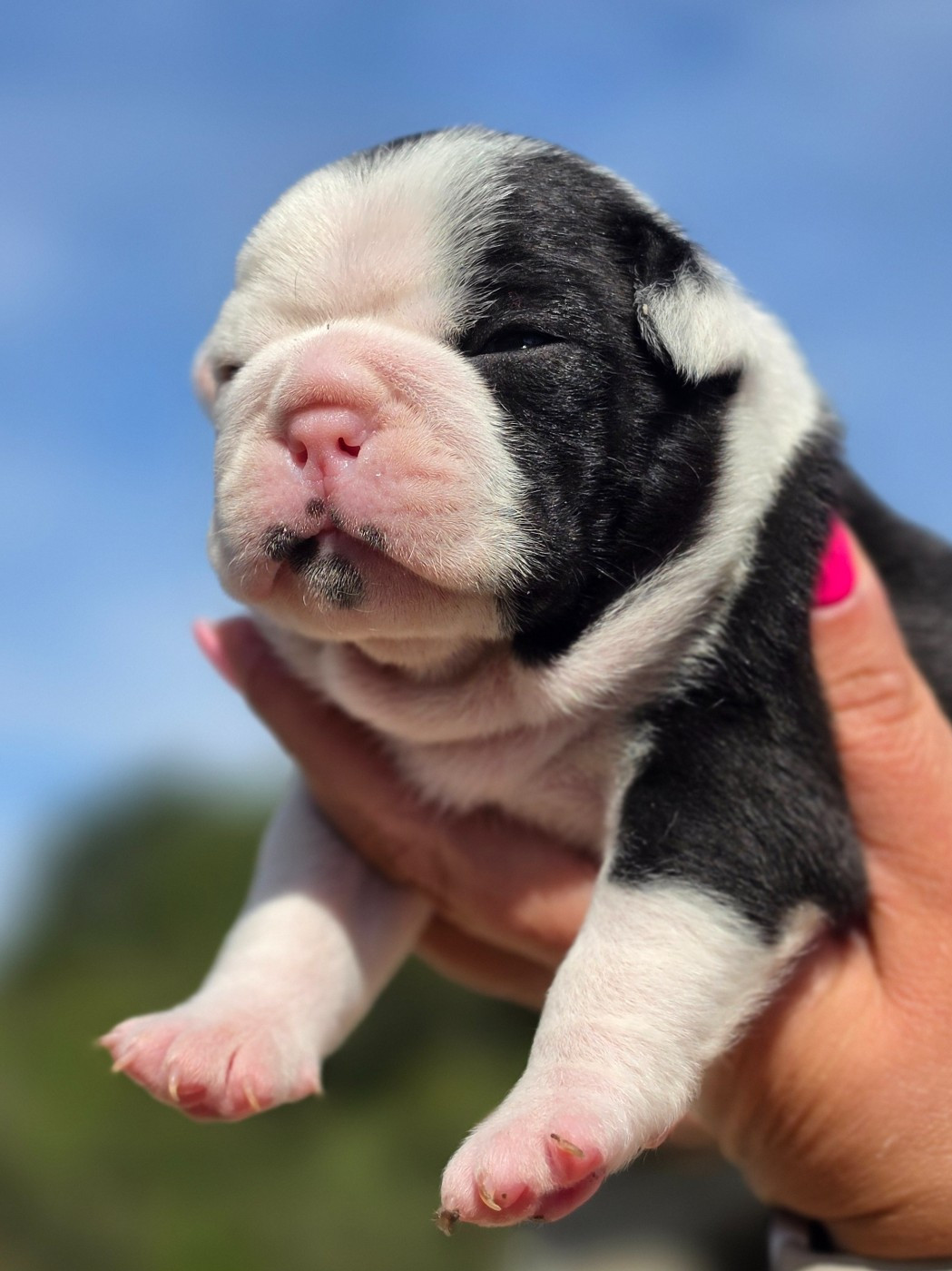 des préludes du chassignolan - Chiots disponibles - Boston Terrier