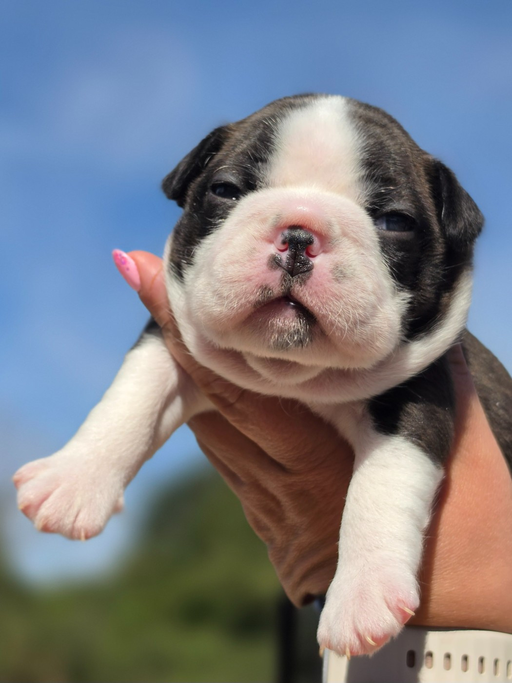 des préludes du chassignolan - Chiots disponibles - Boston Terrier