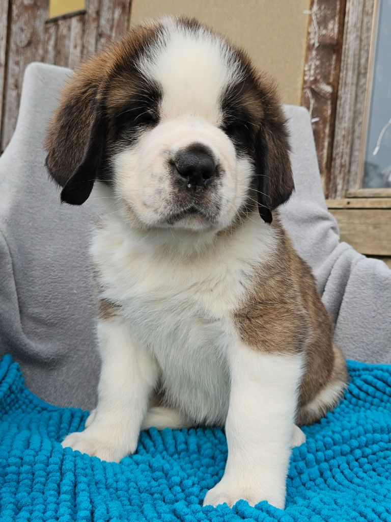 des préludes du chassignolan - Chiots disponibles - Chien du Saint-Bernard