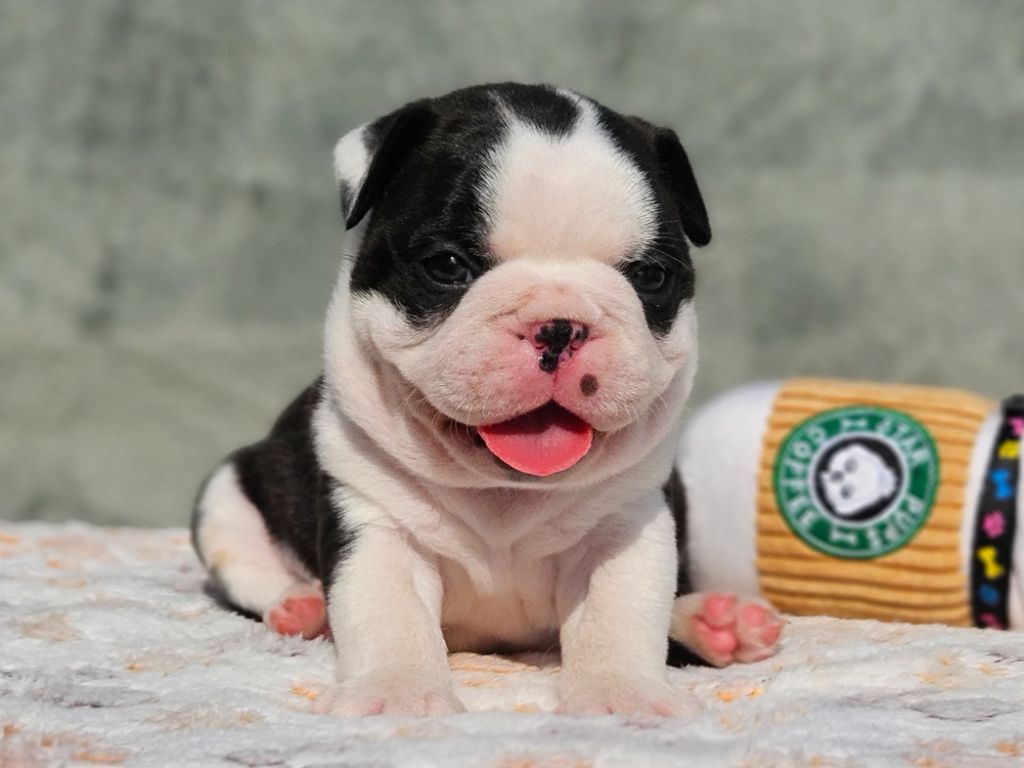 des préludes du chassignolan - Chiots disponibles - Boston Terrier