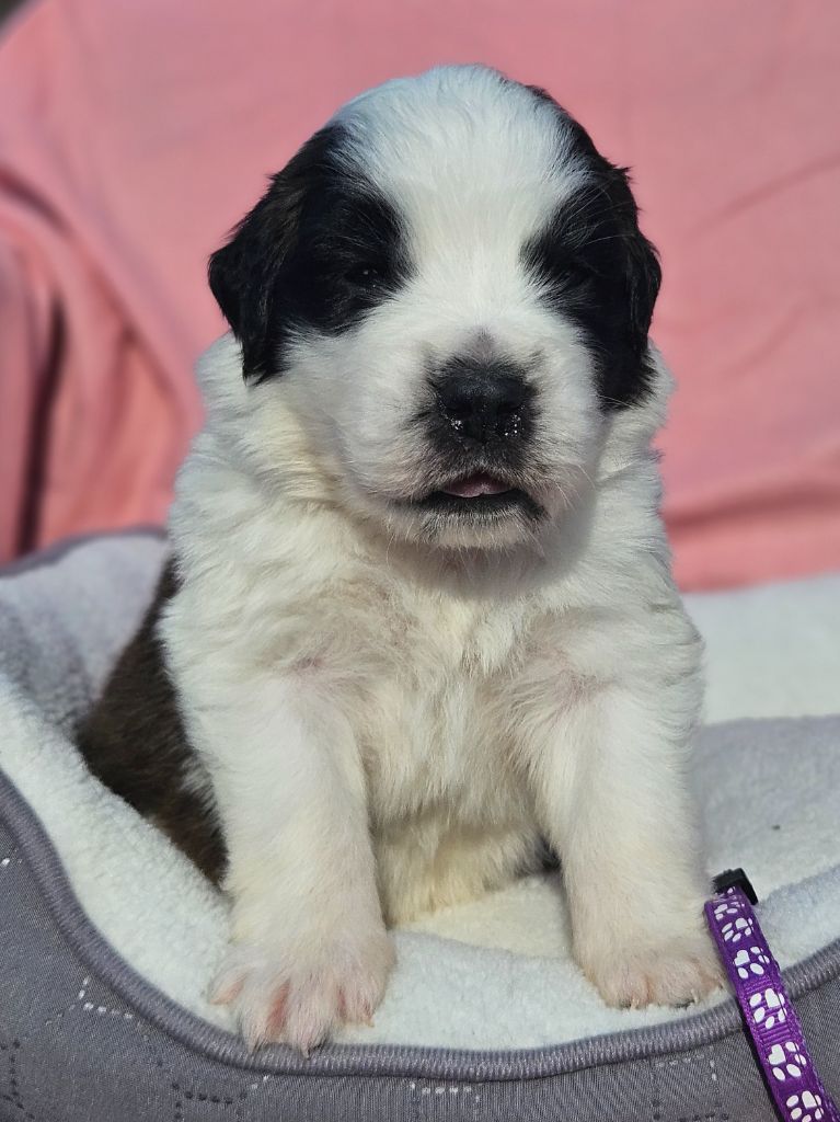 des préludes du chassignolan - Chiots disponibles - Chien du Saint-Bernard