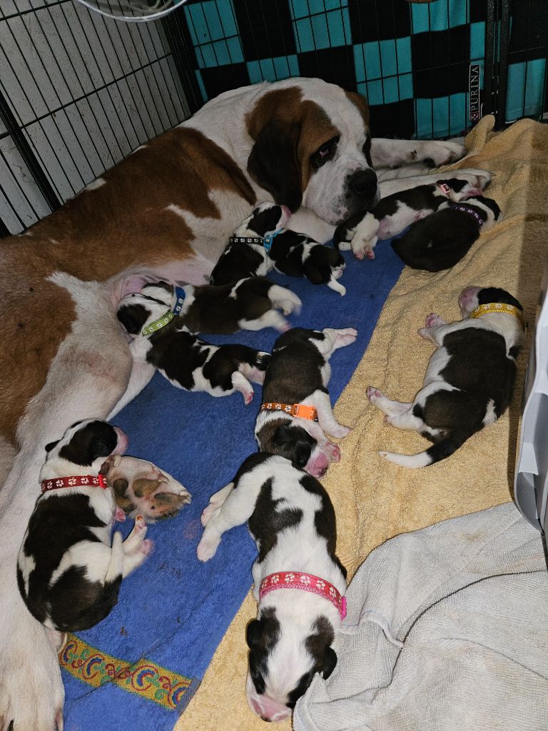 Chiot Chien du Saint-Bernard des préludes du chassignolan