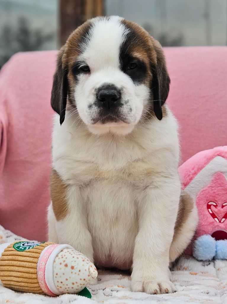des préludes du chassignolan - Chiots disponibles - Chien du Saint-Bernard