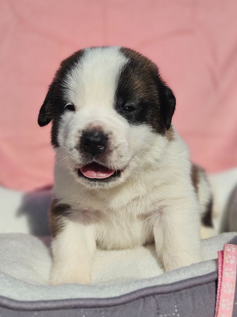 des préludes du chassignolan - Chiots disponibles - Chien du Saint-Bernard