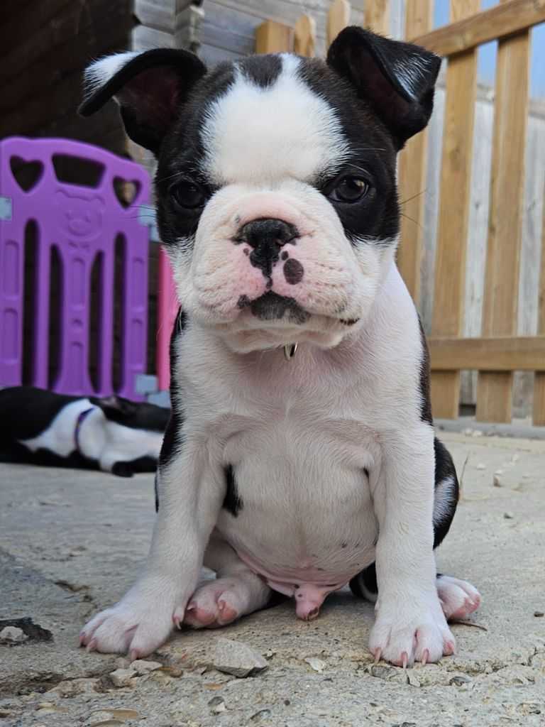des préludes du chassignolan - Chiots disponibles - Boston Terrier