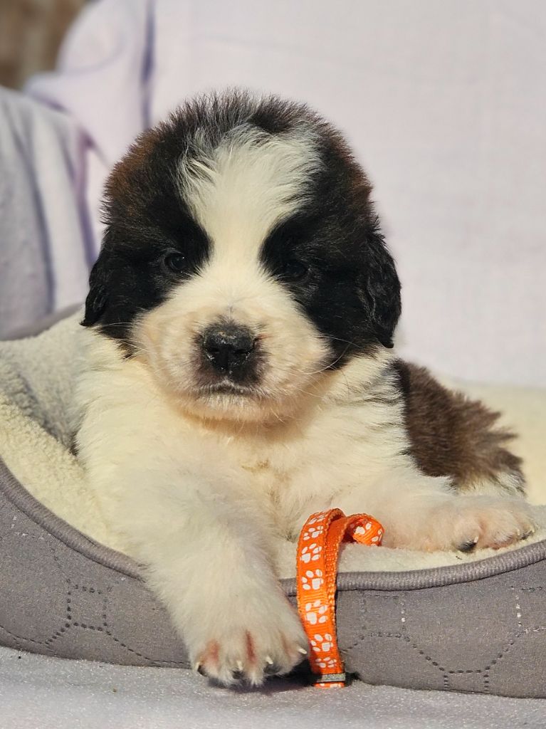 des préludes du chassignolan - Chiots disponibles - Chien du Saint-Bernard
