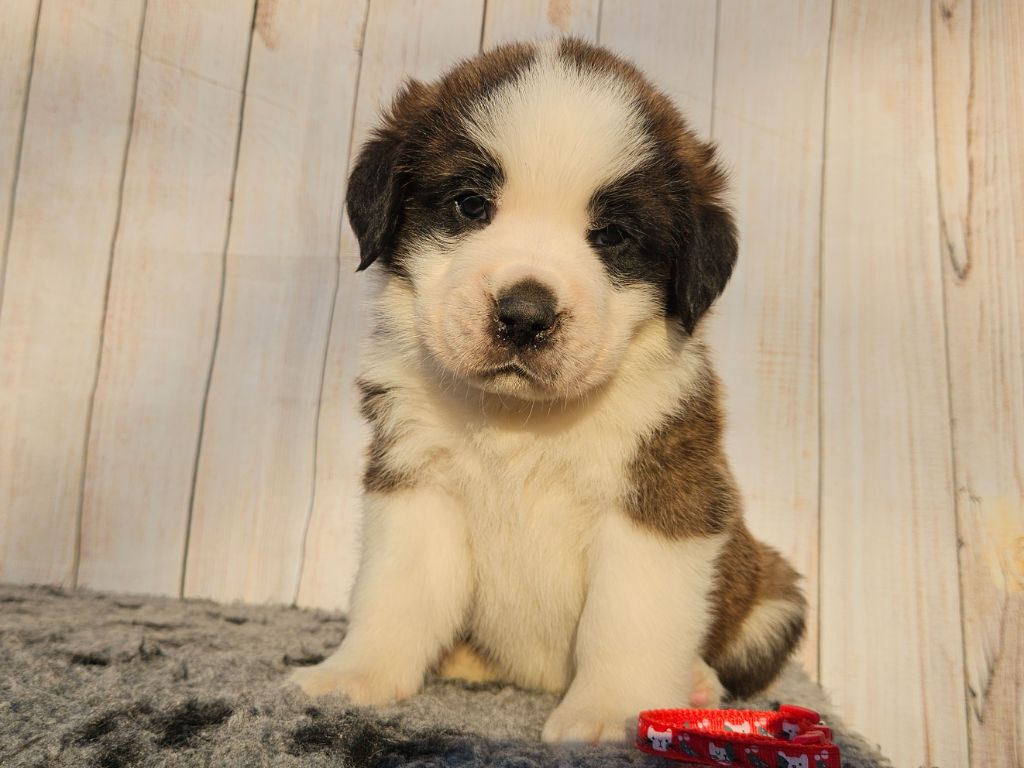 des préludes du chassignolan - Chiots disponibles - Chien du Saint-Bernard