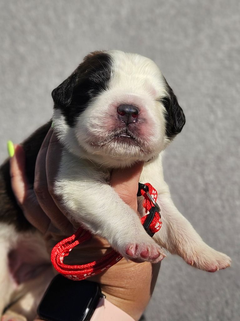 des préludes du chassignolan - Chiots disponibles - Chien du Saint-Bernard