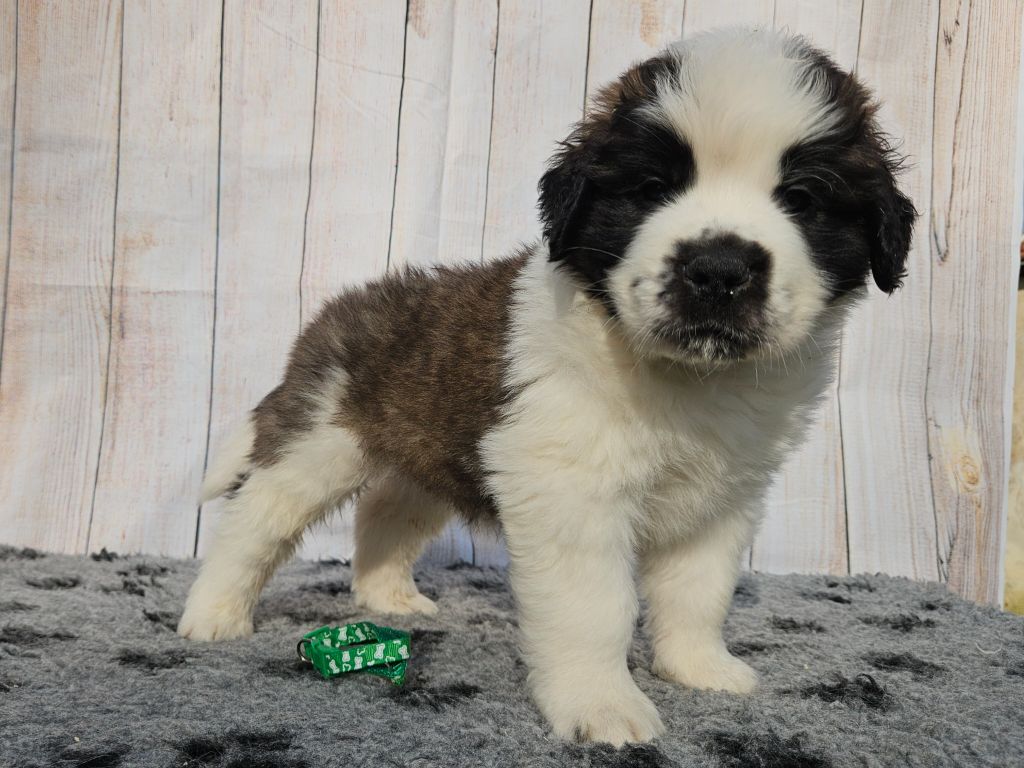 des préludes du chassignolan - Chiots disponibles - Chien du Saint-Bernard