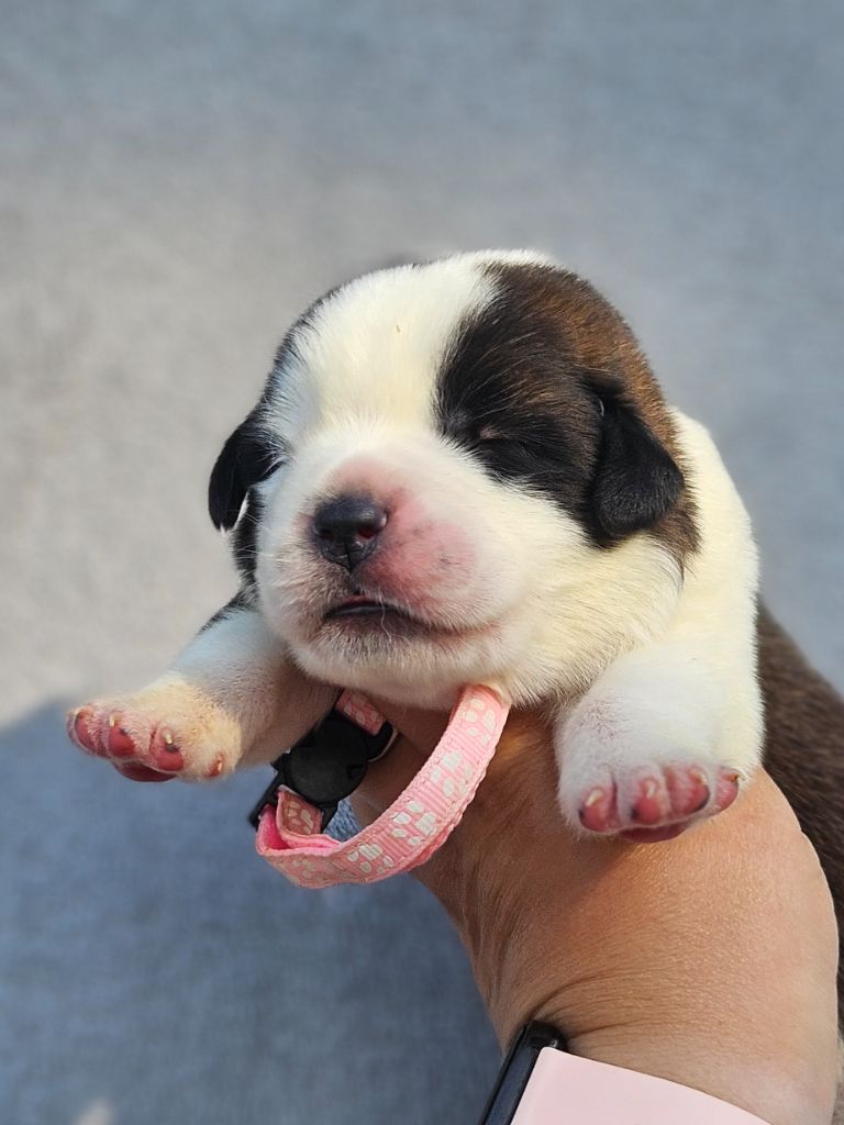 des préludes du chassignolan - Chiots disponibles - Chien du Saint-Bernard