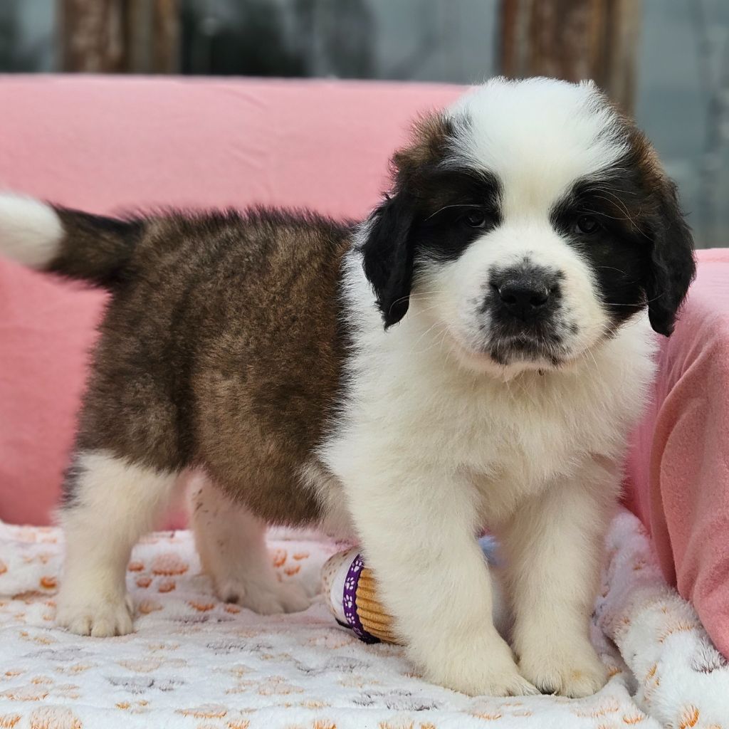des préludes du chassignolan - Chiots disponibles - Chien du Saint-Bernard
