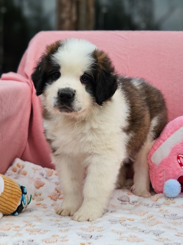 des préludes du chassignolan - Chiots disponibles - Chien du Saint-Bernard
