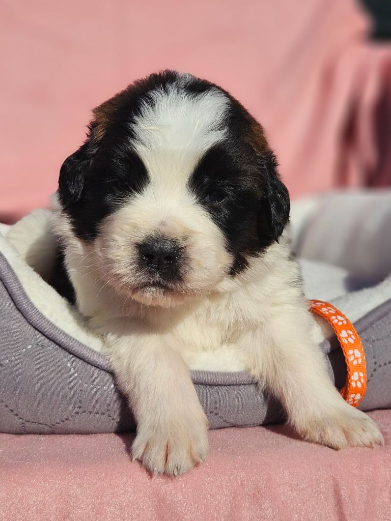 des préludes du chassignolan - Chiots disponibles - Chien du Saint-Bernard
