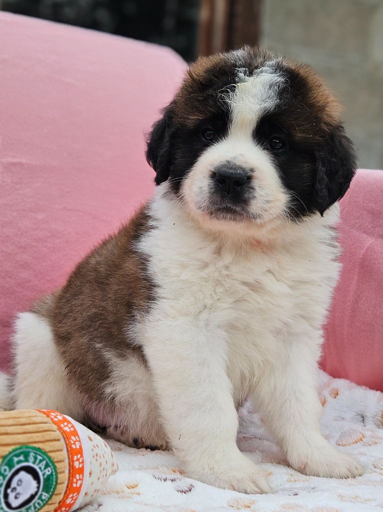 des préludes du chassignolan - Chiots disponibles - Chien du Saint-Bernard