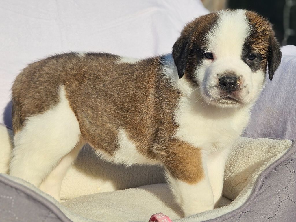 des préludes du chassignolan - Chiots disponibles - Chien du Saint-Bernard