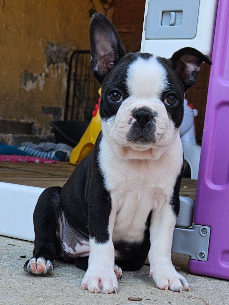 des préludes du chassignolan - Chiots disponibles - Boston Terrier