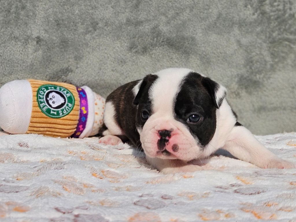 des préludes du chassignolan - Chiots disponibles - Boston Terrier