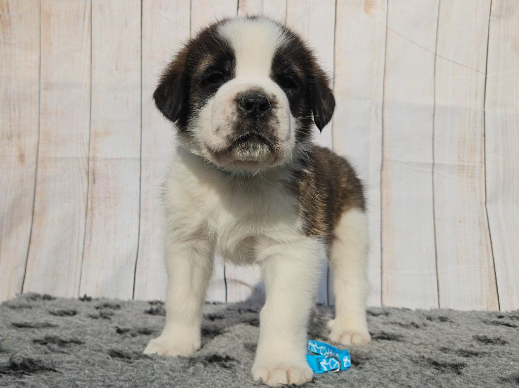 des préludes du chassignolan - Chiots disponibles - Chien du Saint-Bernard