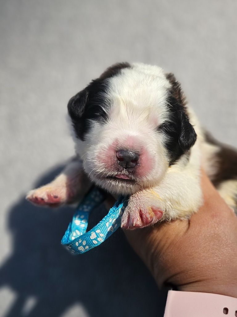 des préludes du chassignolan - Chiots disponibles - Chien du Saint-Bernard