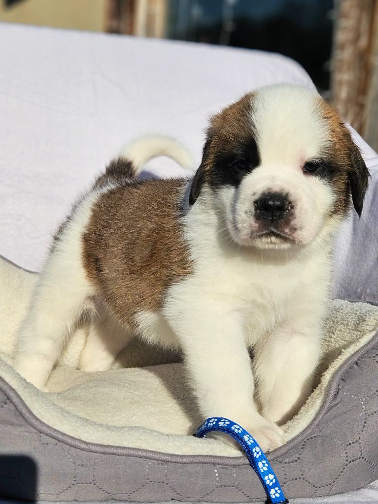 des préludes du chassignolan - Chiots disponibles - Chien du Saint-Bernard
