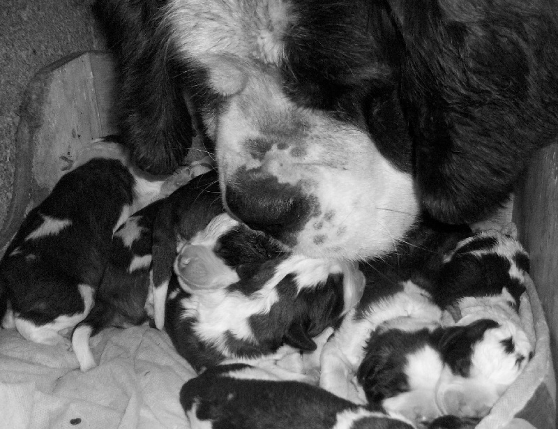 des préludes du chassignolan - Chien du Saint-Bernard - Portée née le 28/02/2010