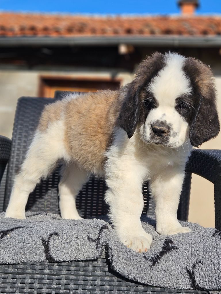 des préludes du chassignolan - Chiots disponibles - Chien du Saint-Bernard