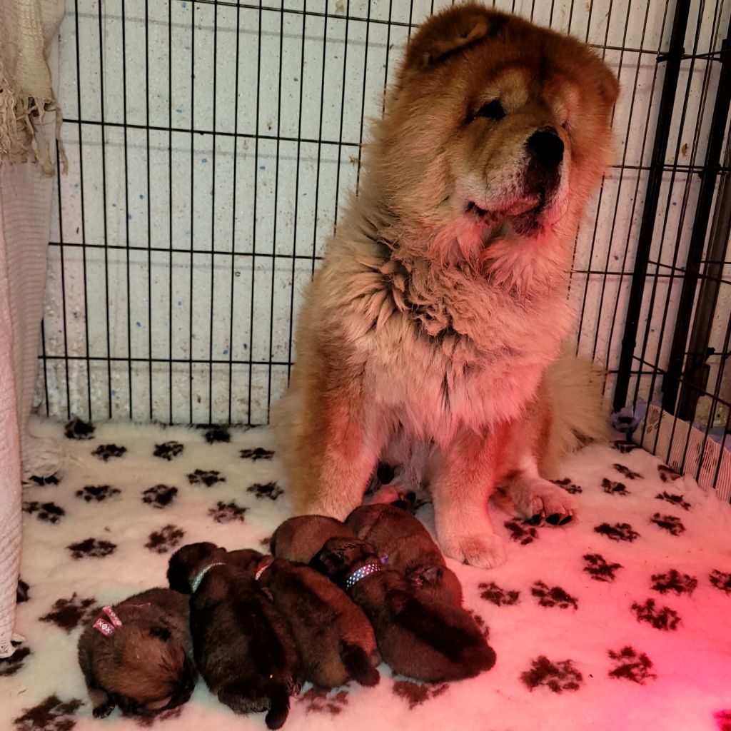 Chiot Chow Chow des préludes du chassignolan