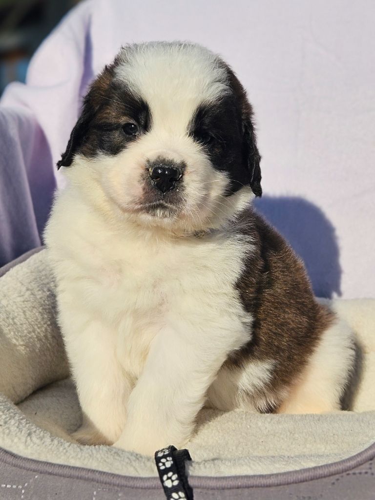 des préludes du chassignolan - Chiots disponibles - Chien du Saint-Bernard